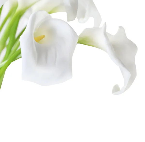 Белый Кала лилии Стоковое Изображение