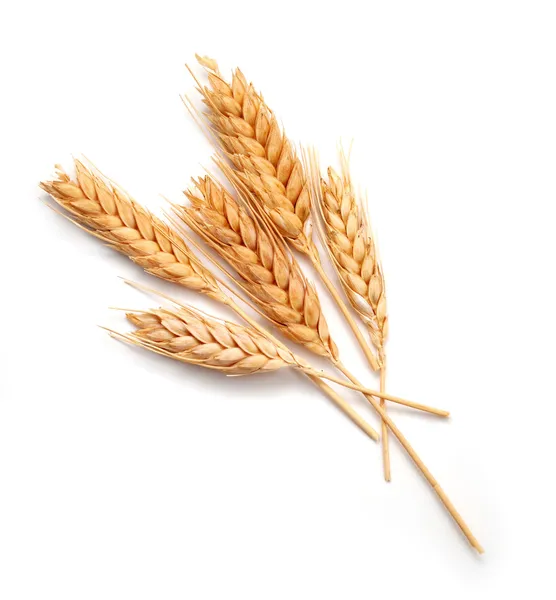 Уши пшеницы изолированы — стоковое фото