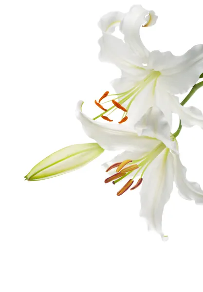 Цветы белые лилии Стоковое Изображение