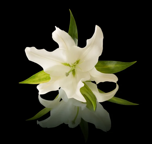 Лилии белые — стоковое фото