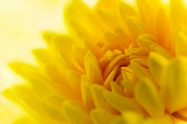 Желтая хризантема Стоковое Фото
