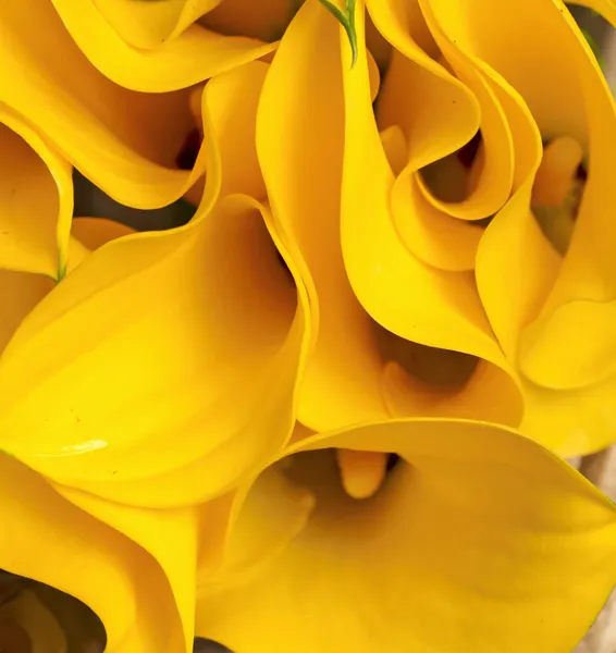 Желтый Калла — стоковое фото