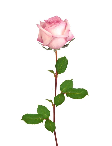 Красивый единственный розовый повысился изолированный на белый — стоковое фото